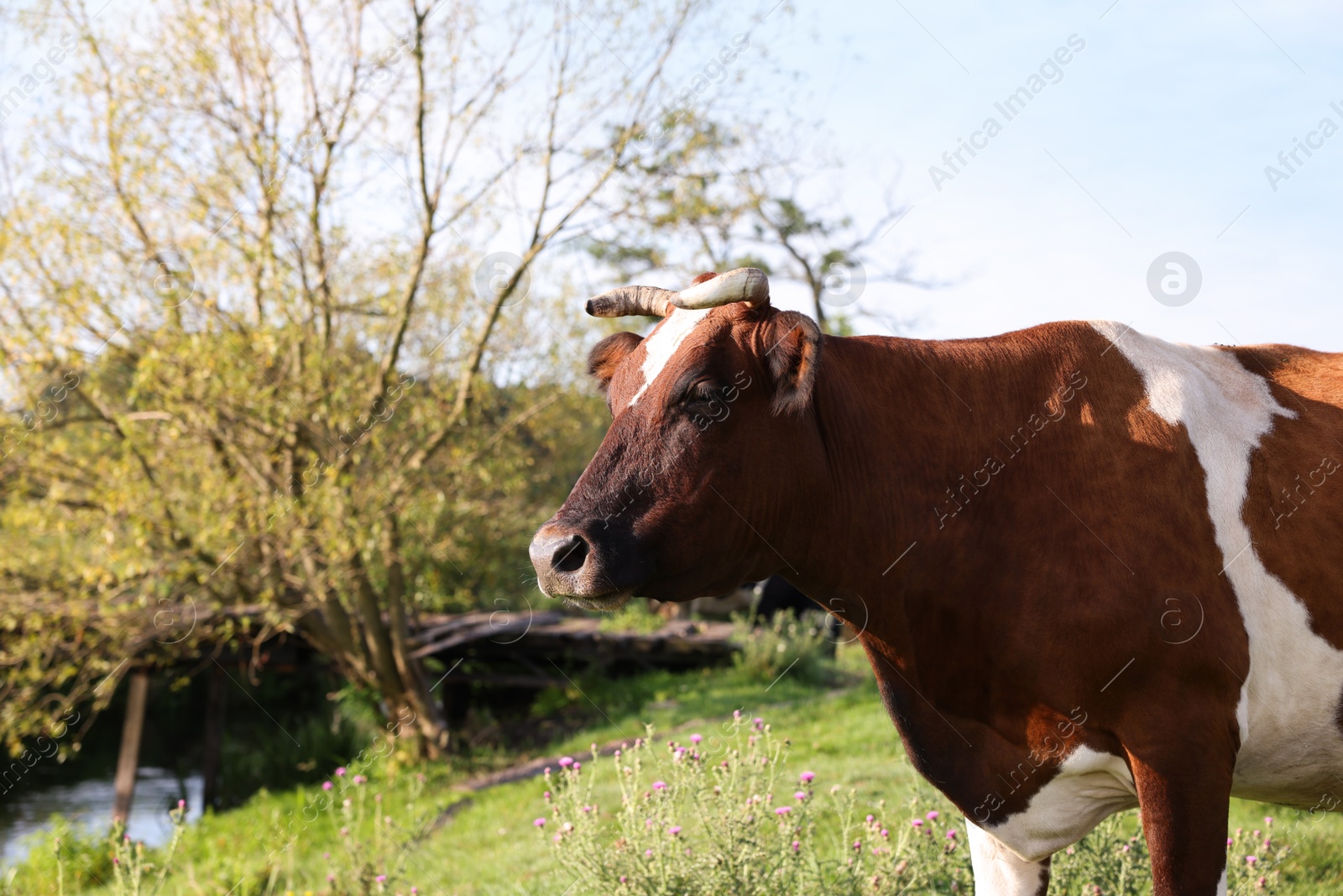 Beautiful brown cow with white spots in meadow. Space for text Photo of Beautiful brown cow with white spots in meadow. Space for text