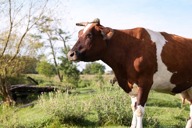 Photo of Beautiful brown cow with white spots in meadow