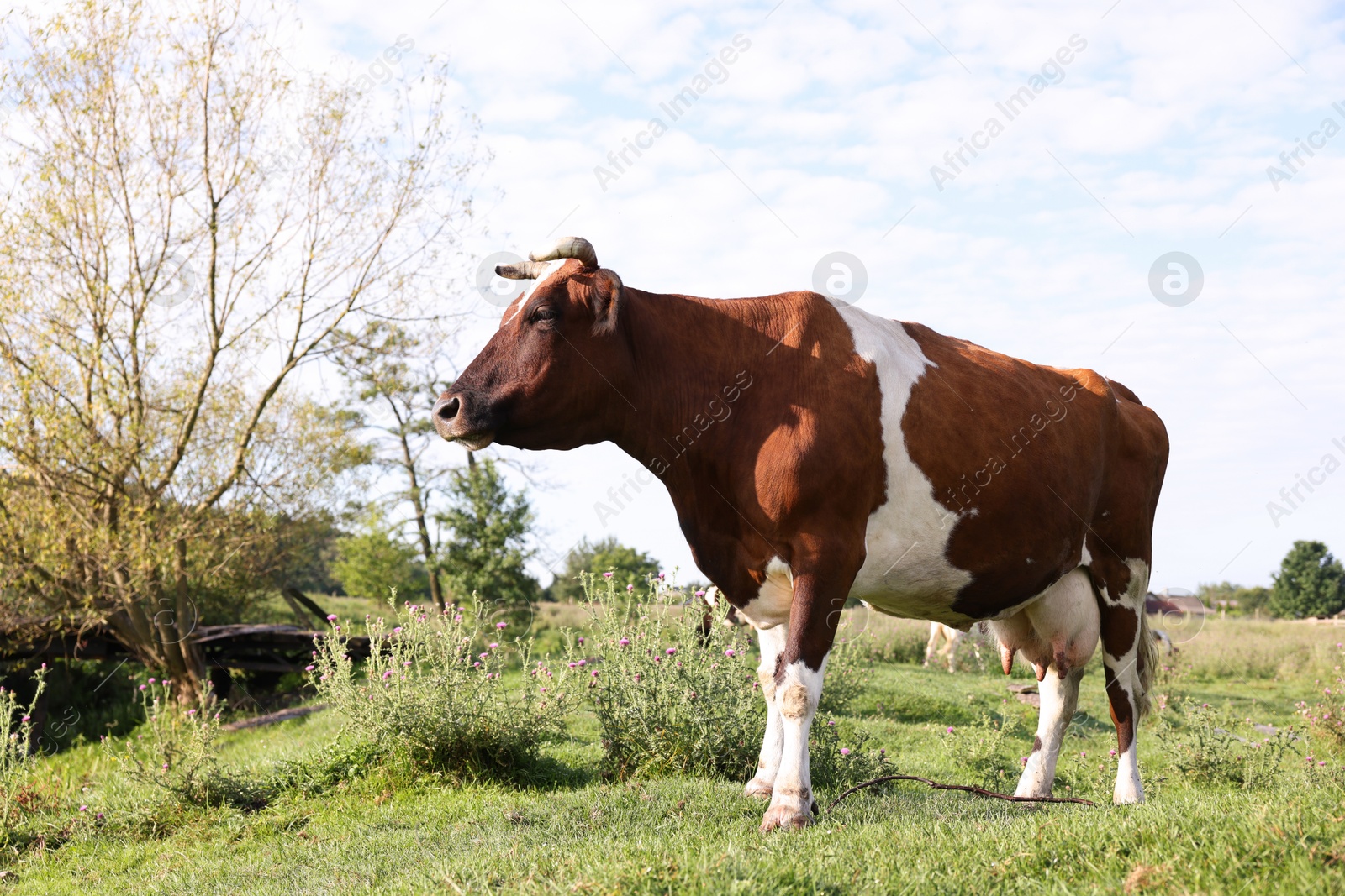 Beautiful brown cow with white spots in meadow Photo of Beautiful brown cow with white spots in meadow