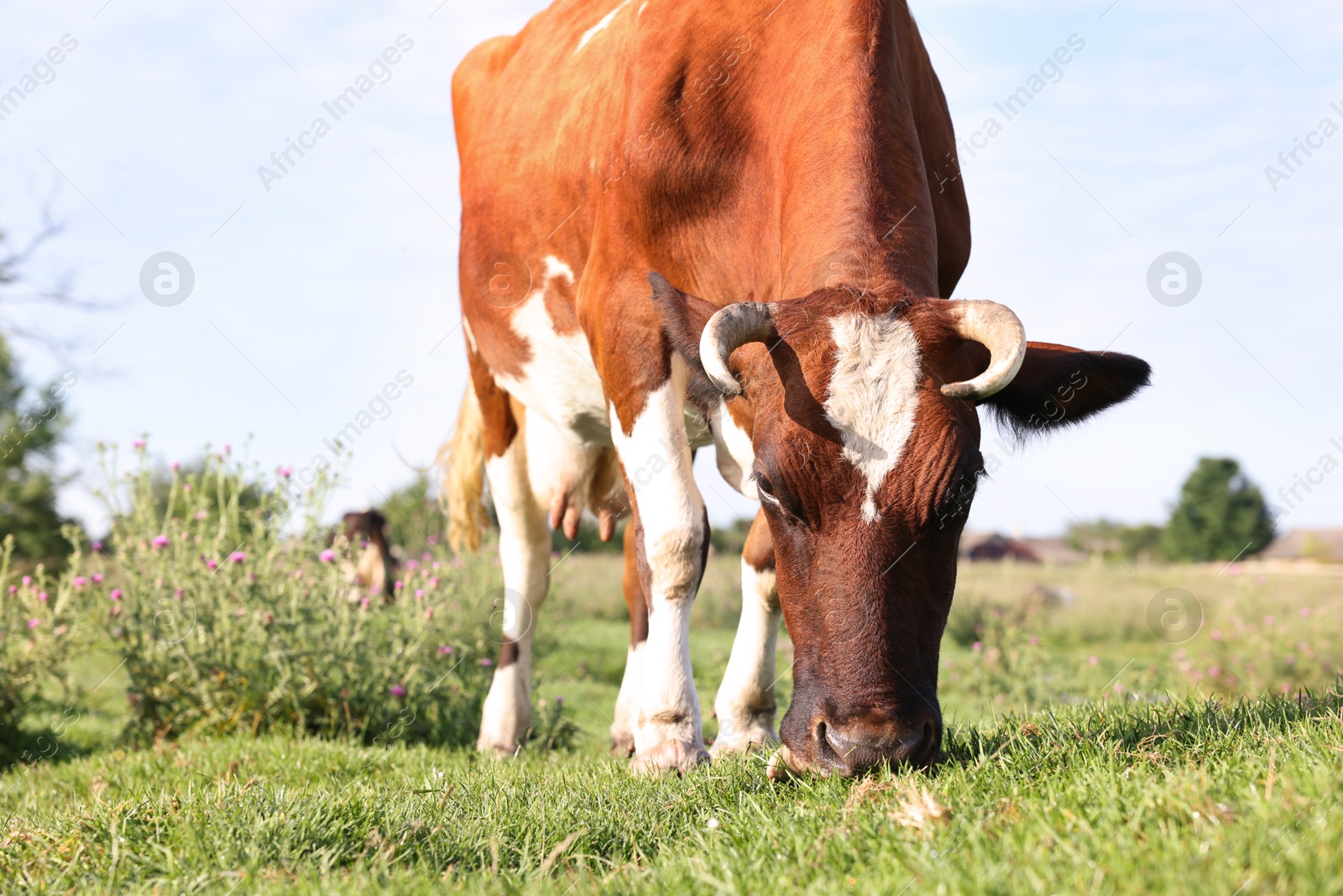 Beautiful cow grazing on green grass in countryside Photo of Beautiful cow grazing on green grass in countryside