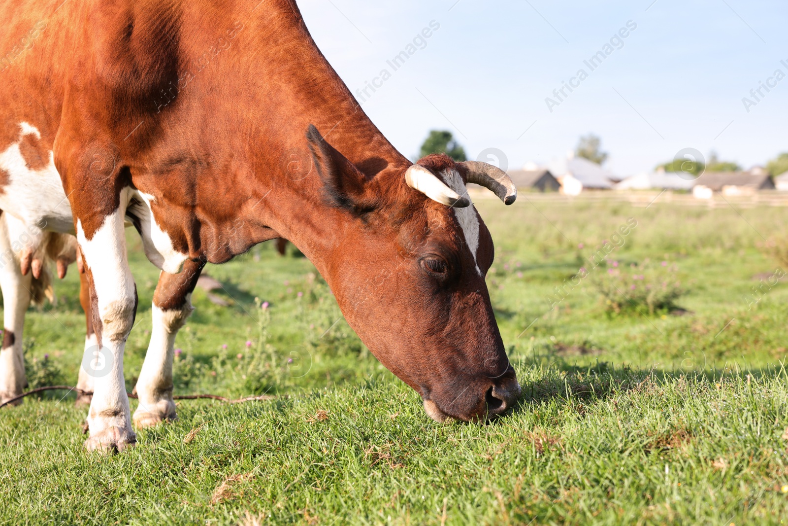 Beautiful cow grazing on green grass in countryside Photo of Beautiful cow grazing on green grass in countryside