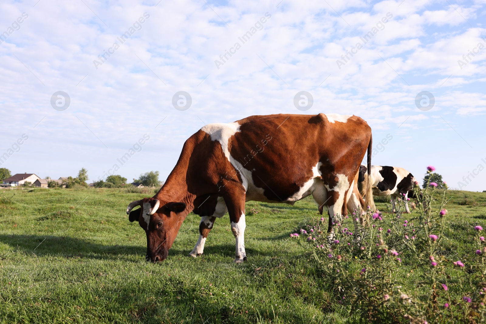 Beautiful cows grazing on green grass in countryside Photo of Beautiful cows grazing on green grass in countryside