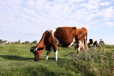 Photo of Beautiful cows grazing on green grass in countryside