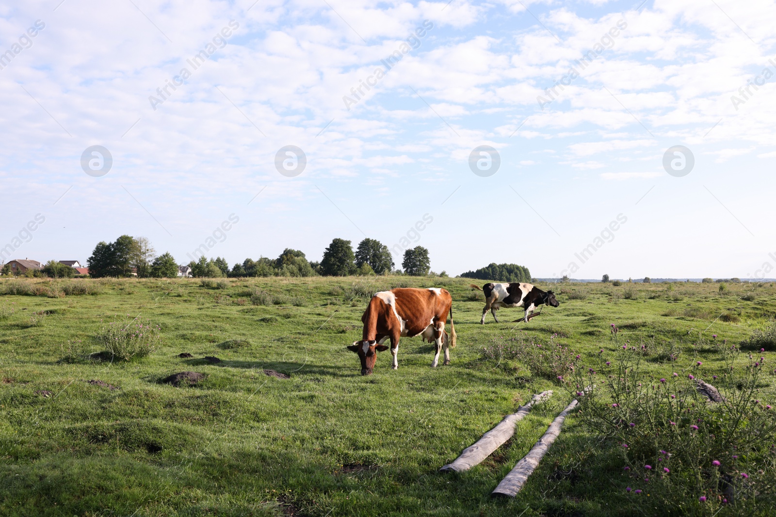 Beautiful cows grazing on green grass in countryside Photo of Beautiful cows grazing on green grass in countryside