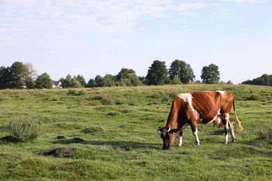 Photo of Beautiful cow grazing on green grass in countryside. Space for text