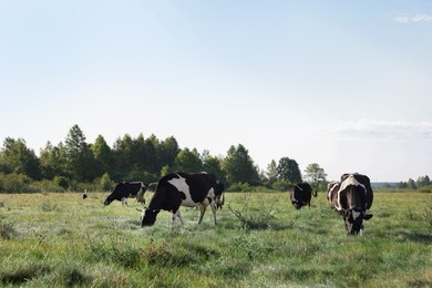 Photo of Herd of cows grazing on green grass in countryside