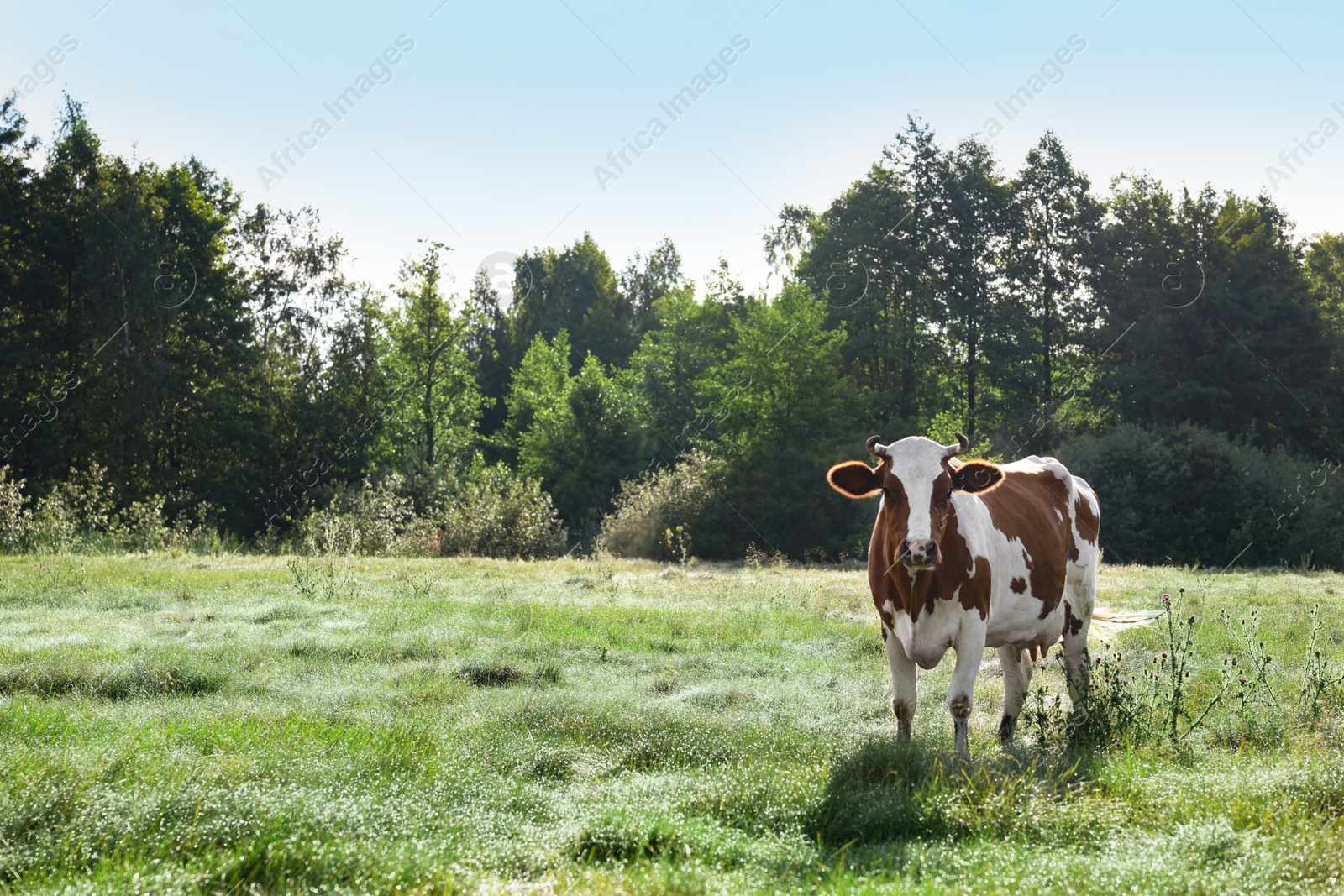 Beautiful brown cow with white spots in meadow. Space for text Photo of Beautiful brown cow with white spots in meadow. Space for text