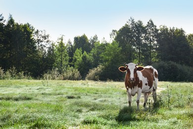 Photo of Beautiful brown cow with white spots in meadow. Space for text
