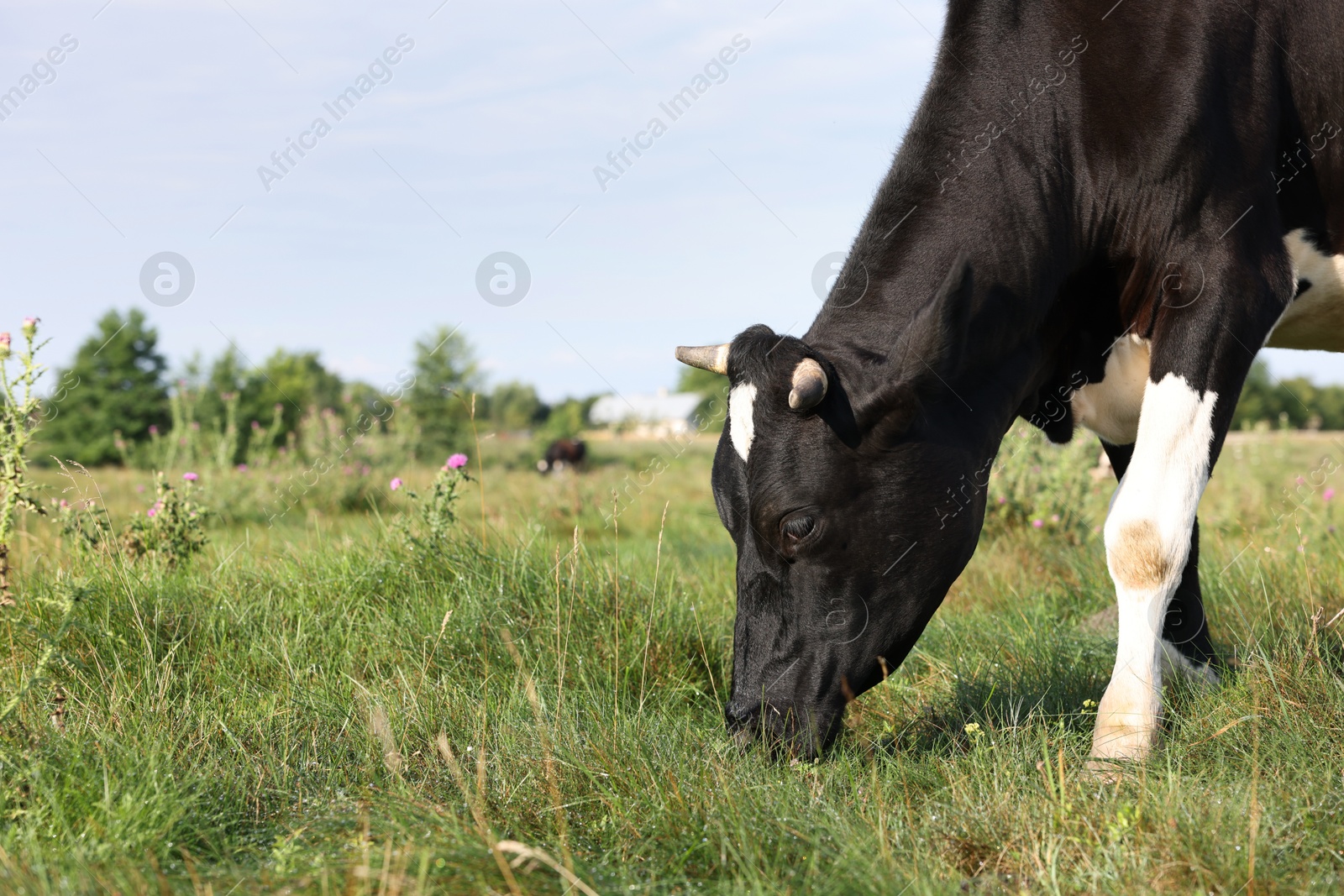 Beautiful cow grazing on green grass in countryside. Space for text Photo of Beautiful cow grazing on green grass in countryside. Space for text