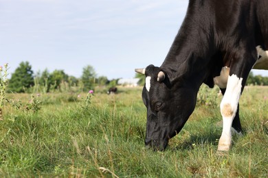 Photo of Beautiful cow grazing on green grass in countryside. Space for text