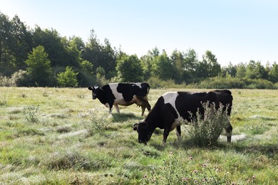Photo of Beautiful cows grazing on green grass in countryside