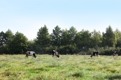 Photo of Herd of cows grazing on green grass in countryside