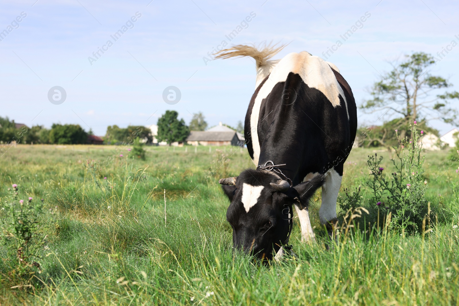 Beautiful cow grazing on green grass in countryside. Space for text Photo of Beautiful cow grazing on green grass in countryside. Space for text