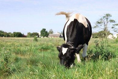 Photo of Beautiful cow grazing on green grass in countryside. Space for text