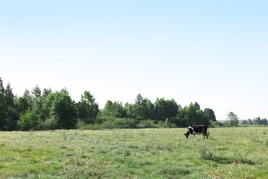 Photo of Beautiful cow grazing on green grass in countryside. Space for text