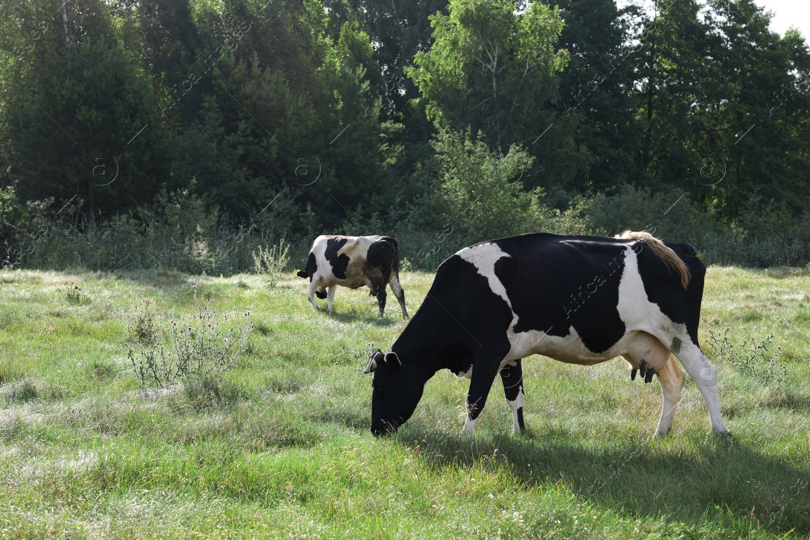 Beautiful cows grazing on green grass in countryside Photo of Beautiful cows grazing on green grass in countryside