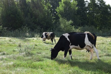 Photo of Beautiful cows grazing on green grass in countryside