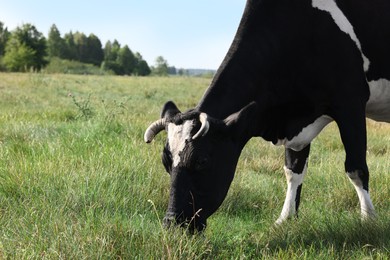 Photo of Beautiful cow grazing on green grass in countryside. Space for text