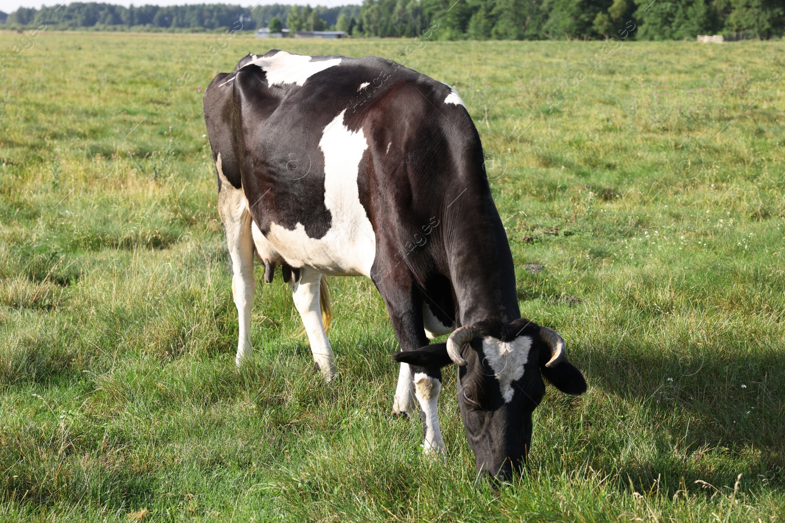 Beautiful cow grazing on green grass in countryside Photo of Beautiful cow grazing on green grass in countryside