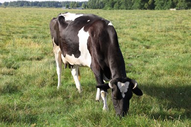 Photo of Beautiful cow grazing on green grass in countryside