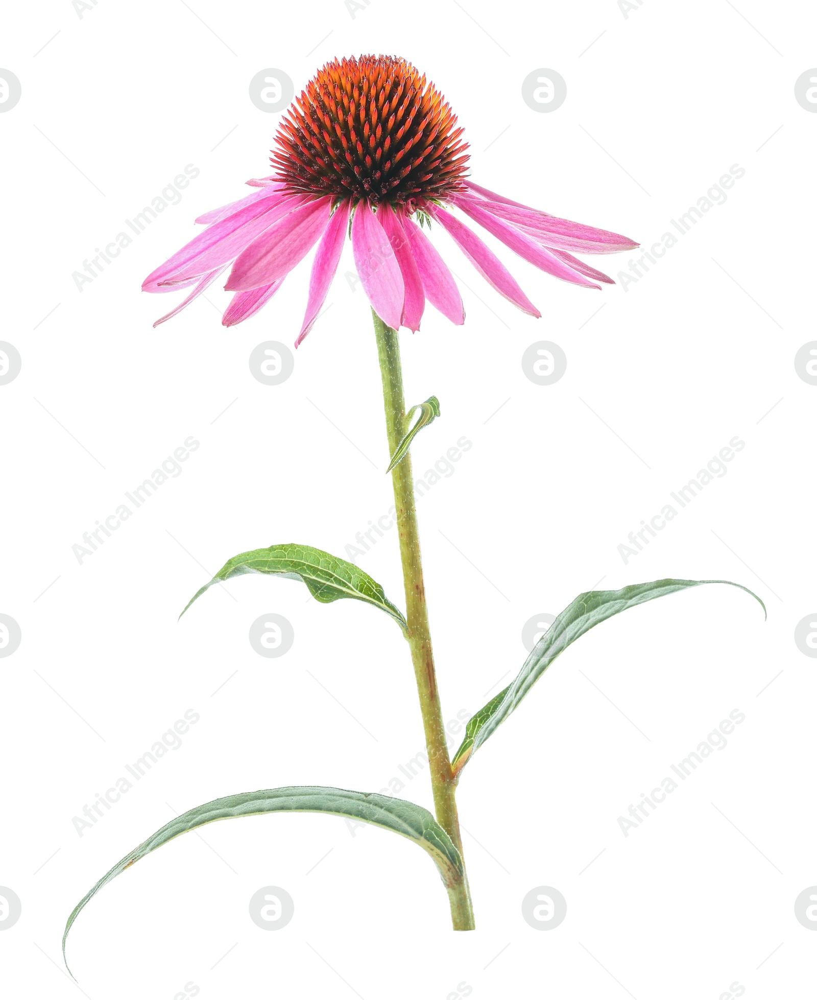 Photo of Beautiful pink Echinacea flower isolated on white