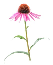 Photo of Beautiful pink Echinacea flower isolated on white