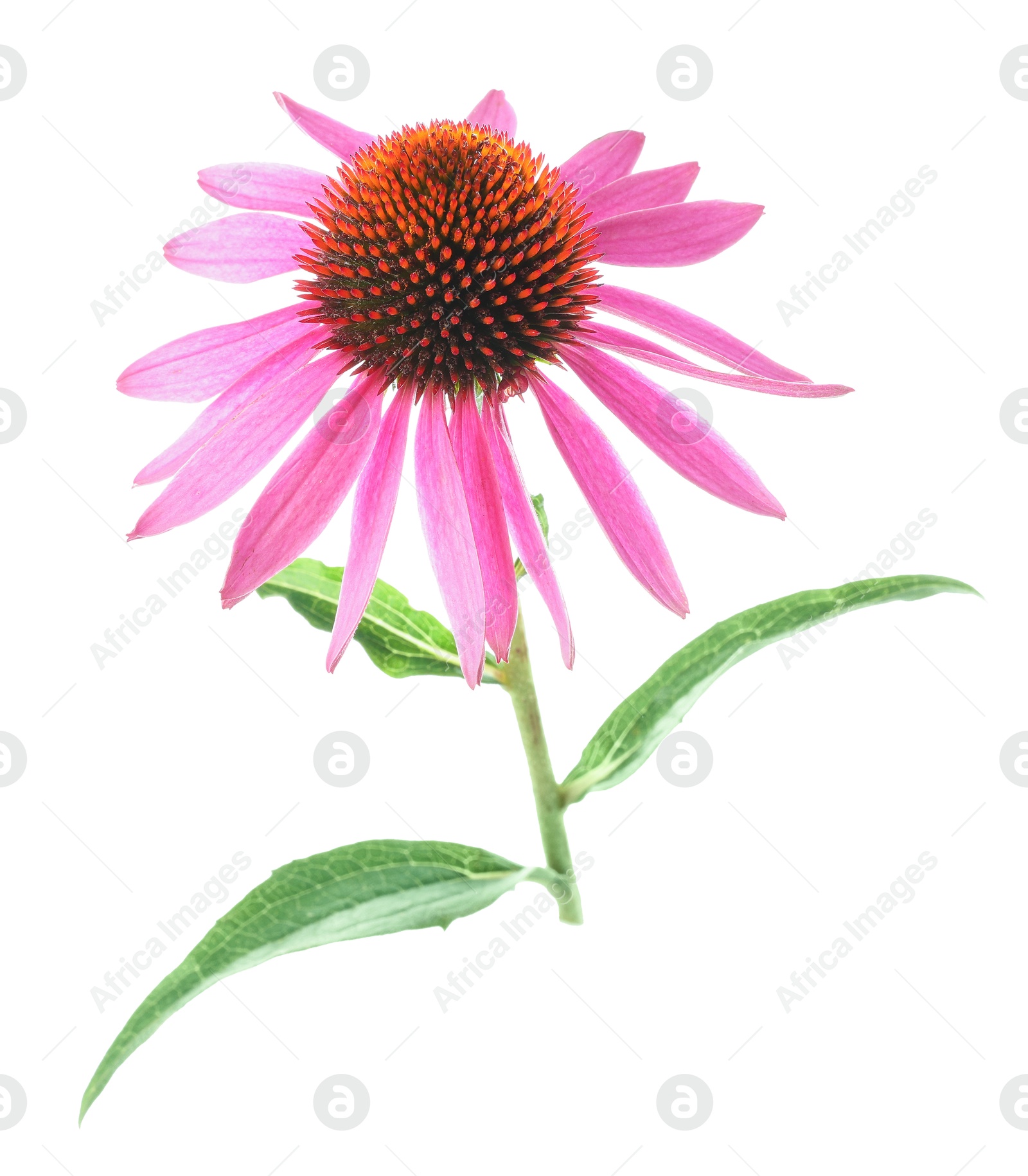 Beautiful pink Echinacea flower isolated on white Photo of Beautiful pink Echinacea flower isolated on white