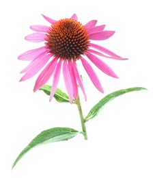 Photo of Beautiful pink Echinacea flower isolated on white