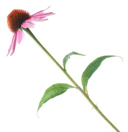 Photo of Beautiful pink Echinacea flower isolated on white