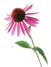 Photo of Beautiful pink Echinacea flower isolated on white