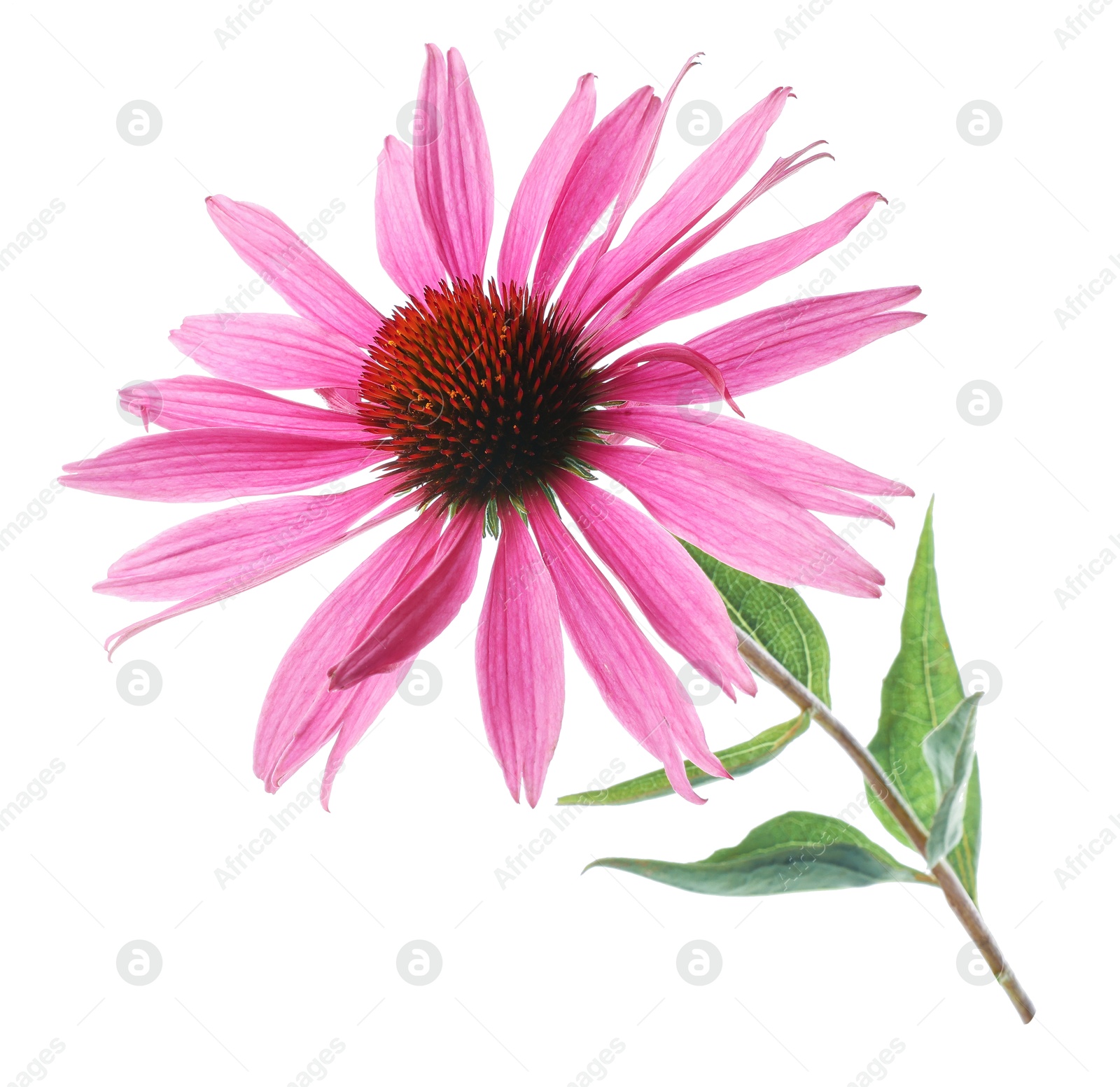 Beautiful pink Echinacea flower isolated on white Photo of Beautiful pink Echinacea flower isolated on white