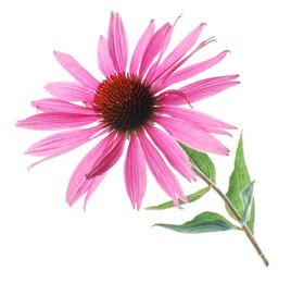Photo of Beautiful pink Echinacea flower isolated on white