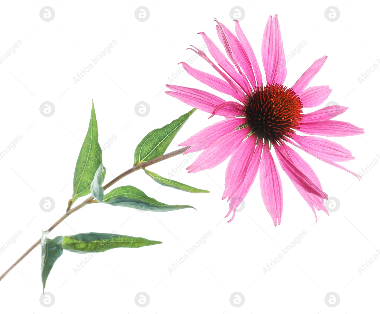 Beautiful pink Echinacea flower isolated on white Photo of Beautiful pink Echinacea flower isolated on white