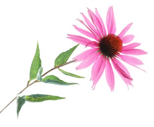 Photo of Beautiful pink Echinacea flower isolated on white