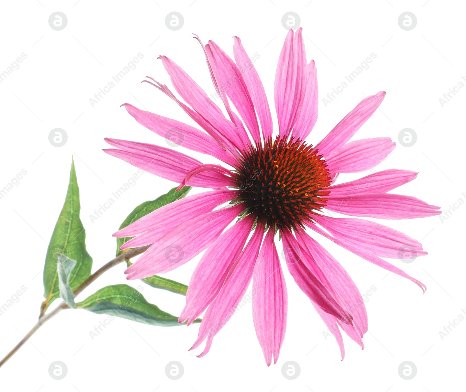 Photo of Beautiful pink Echinacea flower isolated on white