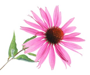 Photo of Beautiful pink Echinacea flower isolated on white