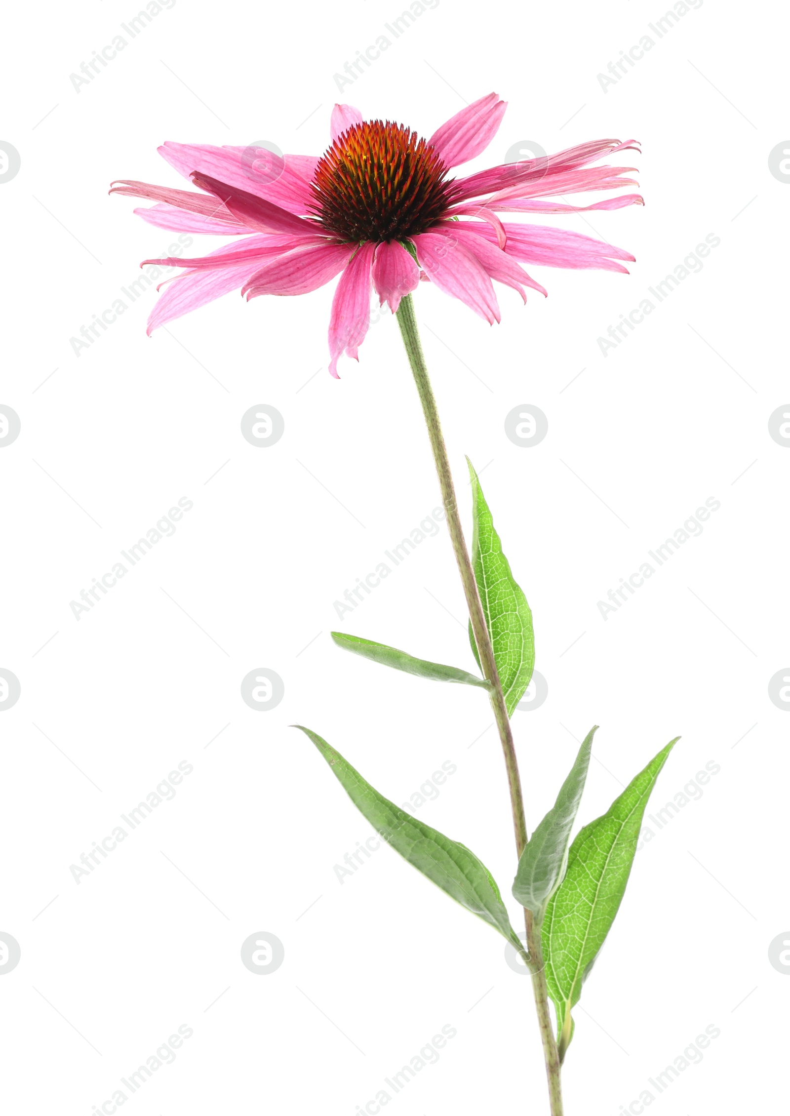 Beautiful pink Echinacea flower isolated on white Photo of Beautiful pink Echinacea flower isolated on white