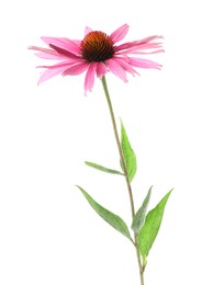 Photo of Beautiful pink Echinacea flower isolated on white
