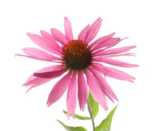 Photo of Beautiful pink Echinacea flower isolated on white