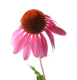 Photo of Beautiful pink Echinacea flower isolated on white