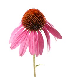 Photo of Beautiful pink Echinacea flower isolated on white