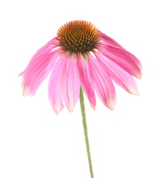Photo of Beautiful pink Echinacea flower isolated on white