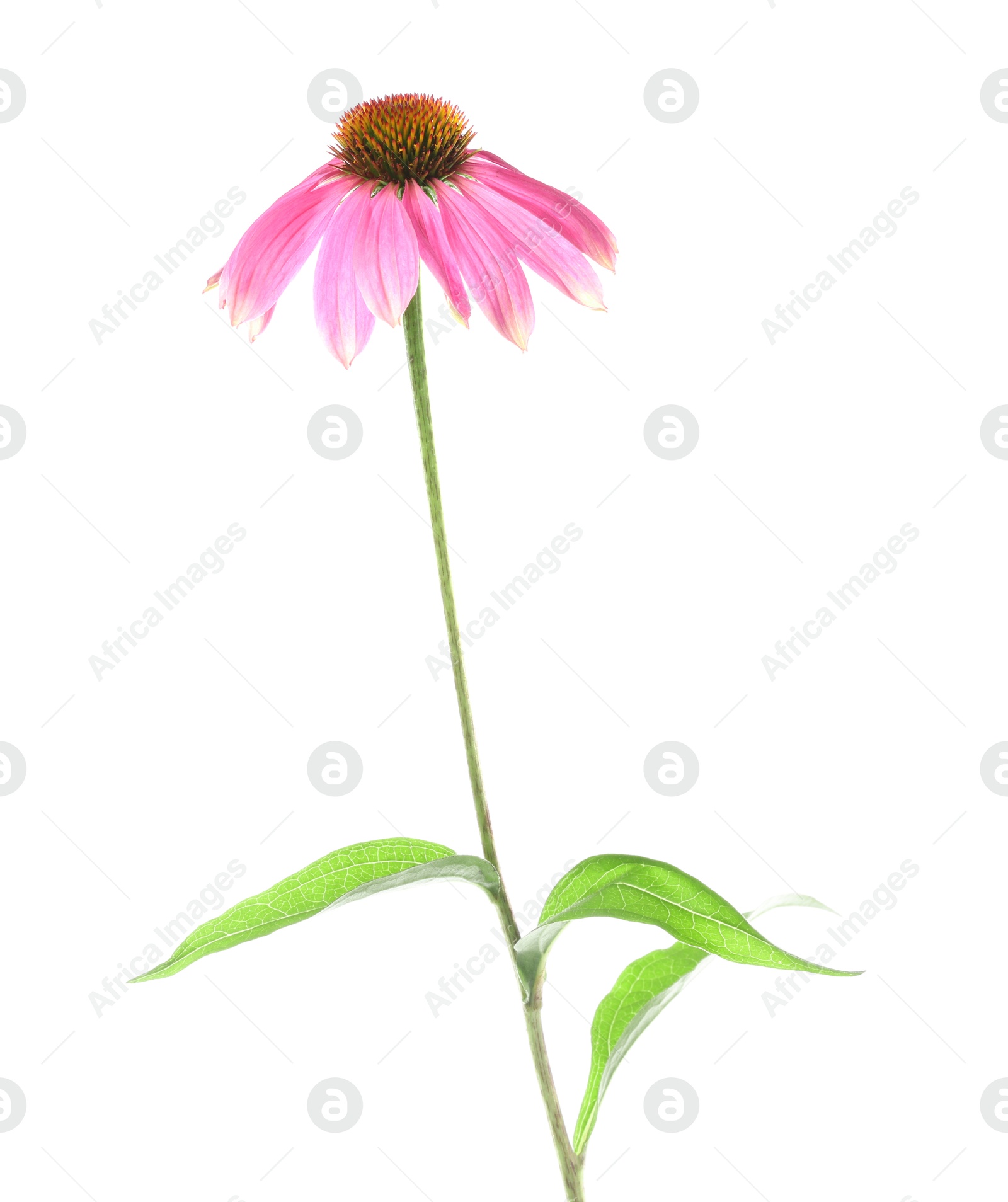 Beautiful pink Echinacea flower isolated on white Photo of Beautiful pink Echinacea flower isolated on white