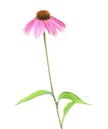 Photo of Beautiful pink Echinacea flower isolated on white