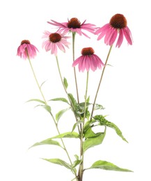 Photo of Beautiful pink Echinacea flowers isolated on white