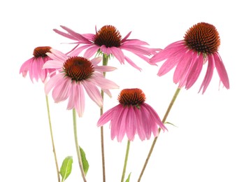 Photo of Beautiful pink Echinacea flowers isolated on white