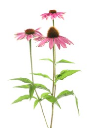 Photo of Beautiful pink Echinacea flowers isolated on white