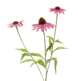 Photo of Beautiful pink Echinacea flowers isolated on white