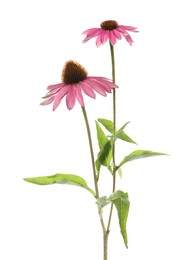 Photo of Beautiful pink Echinacea flowers isolated on white