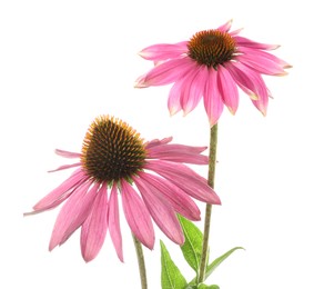 Photo of Beautiful pink Echinacea flowers isolated on white